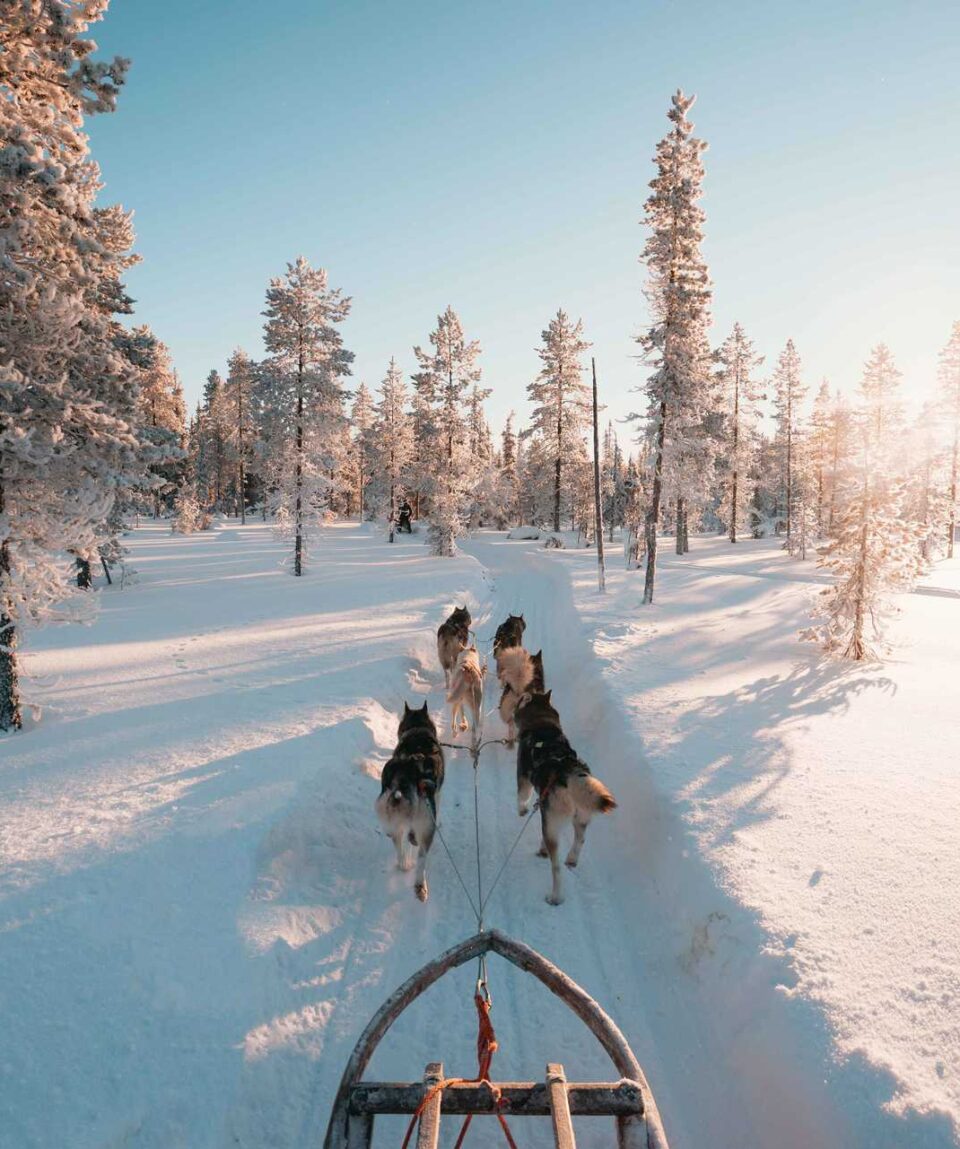 FINLANDIA_EFIFAM1_chien-de-traineau-pour-vacances-en-laponie-en-hiver-708