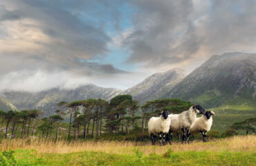 IRLANDA_EIRD_moutons-irlandais-a-pines-island-en-irlande-karlo-24771