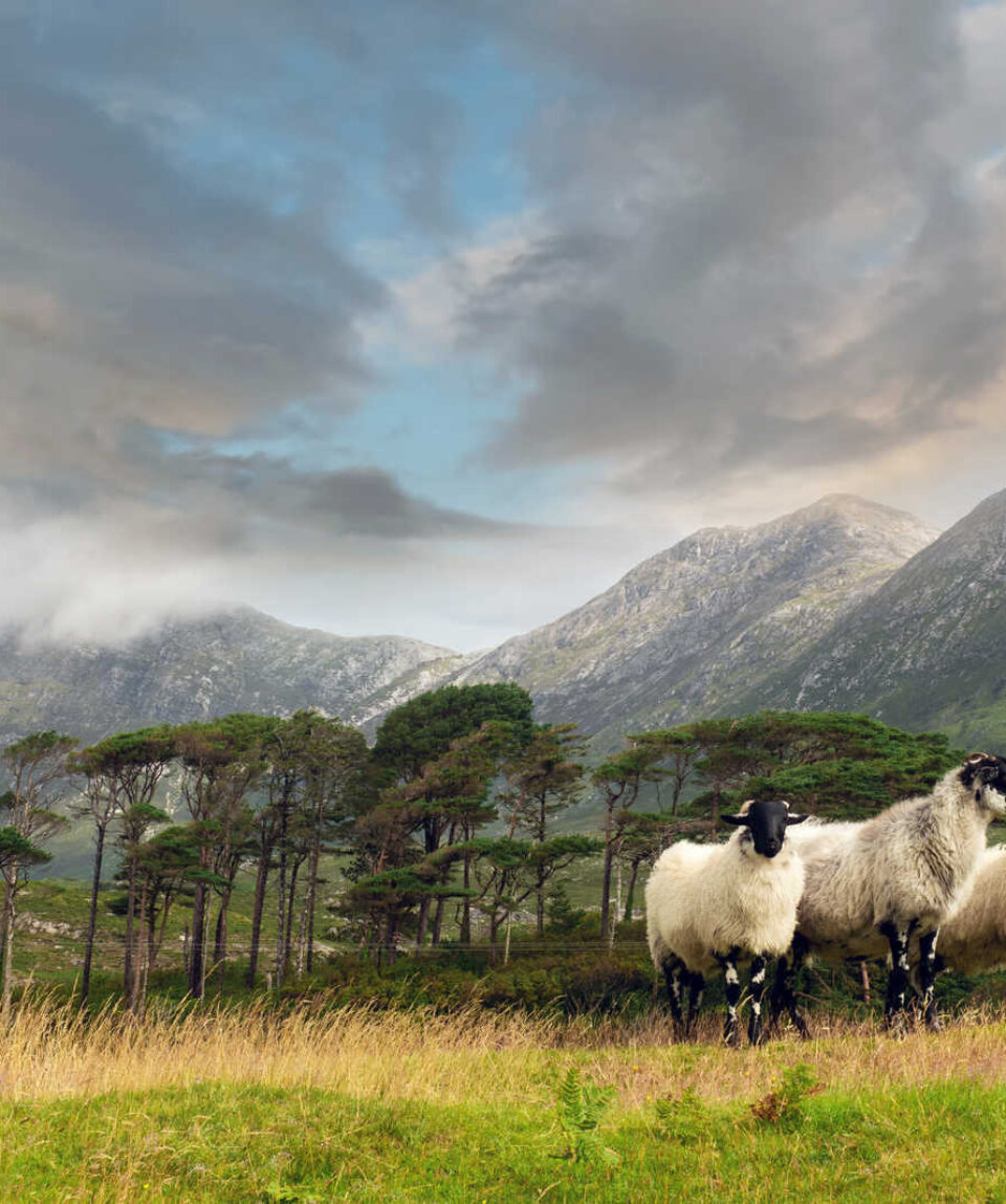 IRLANDA_EIRD_moutons-irlandais-a-pines-island-en-irlande-karlo-24771