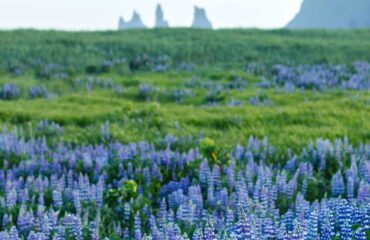 ISLANDIA_EISH_lupins-en-fleurs-avec-les-reynisdrangar-en-arriere-plan-vik-14939
