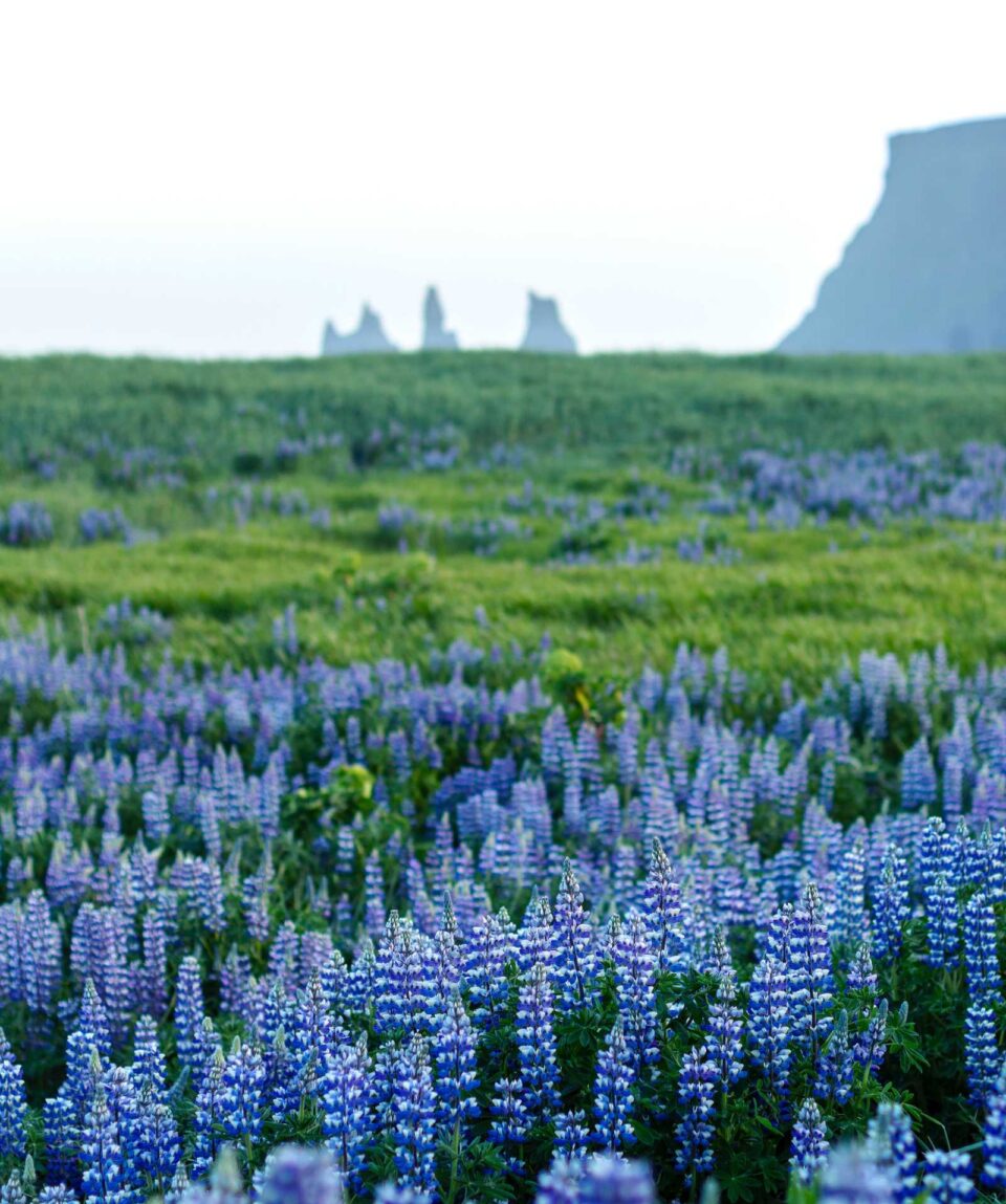 ISLANDIA_EISH_lupins-en-fleurs-avec-les-reynisdrangar-en-arriere-plan-vik-14939