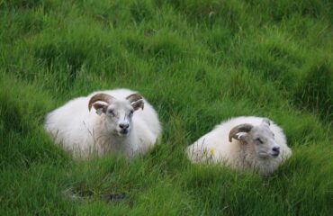 ISLANDIA_EISL8V_moutons-islandais-10519