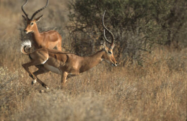 KENIA_KCOUR_antilopes-dans-la-savane-en-action-en-tanzanie-j-m-coulandeau-2650