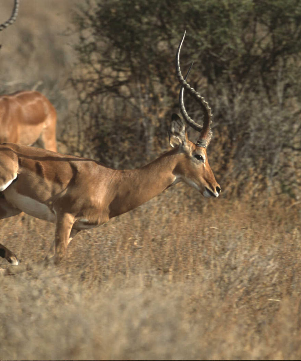 KENIA_KCOUR_antilopes-dans-la-savane-en-action-en-tanzanie-j-m-coulandeau-2650