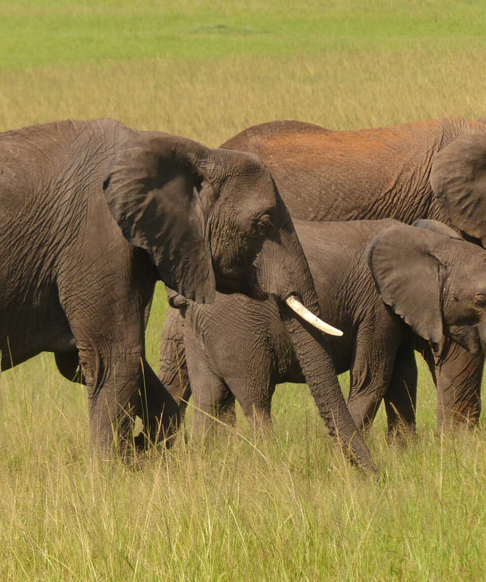 KENIA_KCOUR_elephants-dans-la-reserve-du-masai-mara-au-kenya-libeer-matthieu-16651