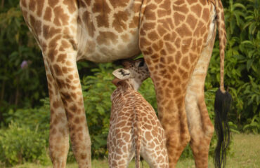 KENIA_KCOUR_girafes-a-crescent-island-au-kenya-libeer-matthieu-2653