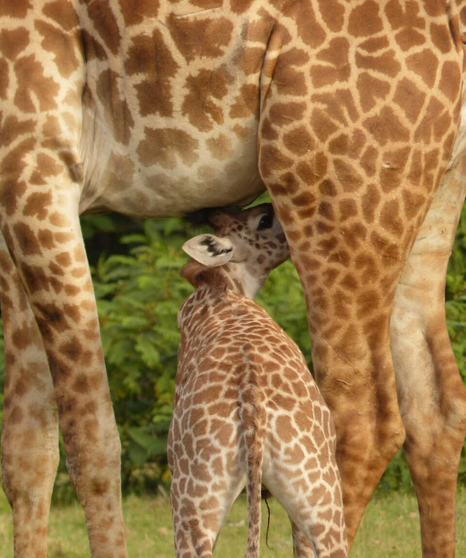 KENIA_KCOUR_girafes-a-crescent-island-au-kenya-libeer-matthieu-2653