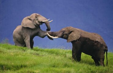 KENIA_KFAU_elephants-au-parc-de-manyara-en-tanzanie-nature-discovery-4786