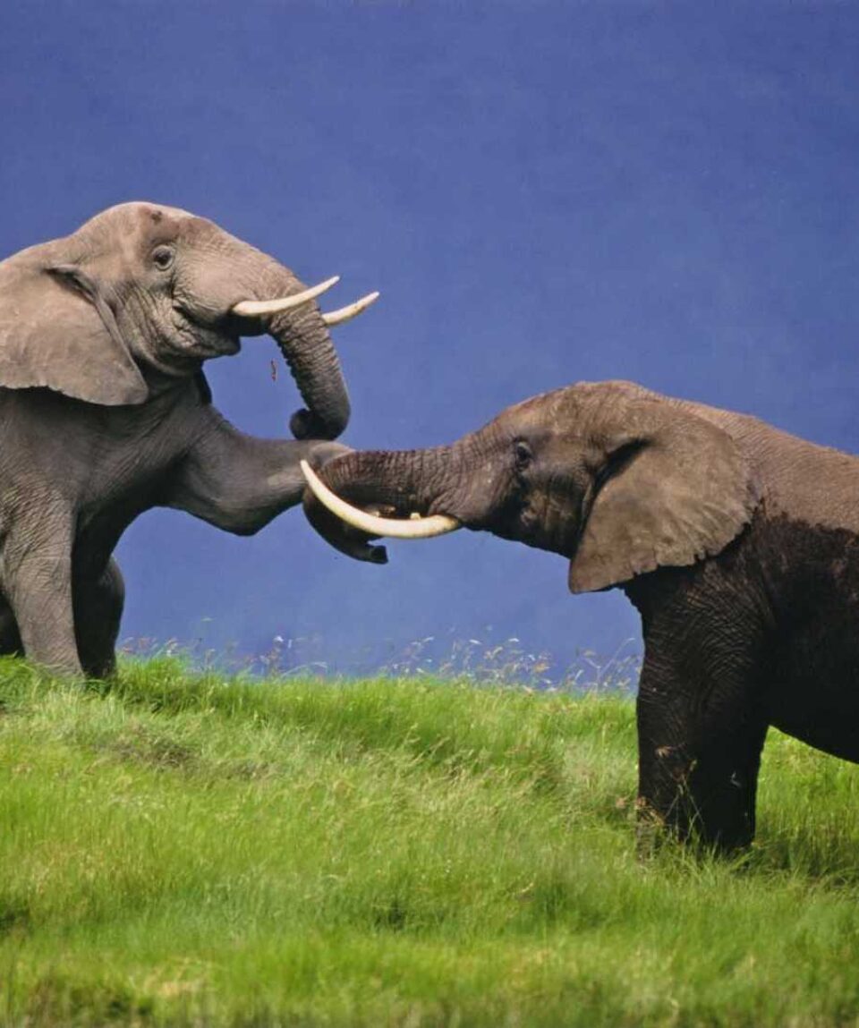 KENIA_KFAU_elephants-au-parc-de-manyara-en-tanzanie-nature-discovery-4786