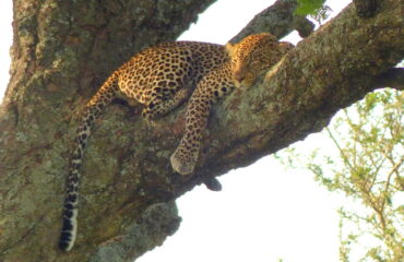 KENIA_KFAU_jaguar-sur-un-arbre-a-saucisse-dans-le-serengeti-tanzanie-libeer-matthieu-14278