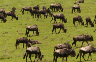 KENIA_KFAU_les-gnous-lors-de-leur-migration-quasi-permanente-dans-le-serengeti-14243