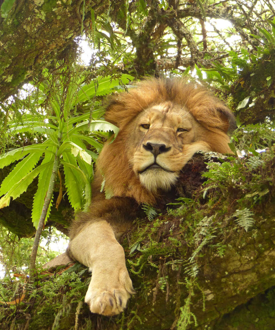 KENIA_KFAU_lion-flegmatique-sur-son-arbre-dans-le-ngorongoro-tanzanie-libeer-matthieu-14201