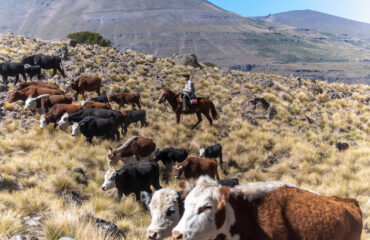PATAGONIA_ARGENTINA_UARPCTDF_gauchos-et-troupeau-de-vaches-patagonie-argentine-sobrevolandpatagonia-26749
