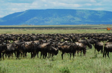 TANZANIA_KTAFAM_troupeau-de-bufles-dans-le-parc-du-serengeti-en-tanzanie-xdr-4791