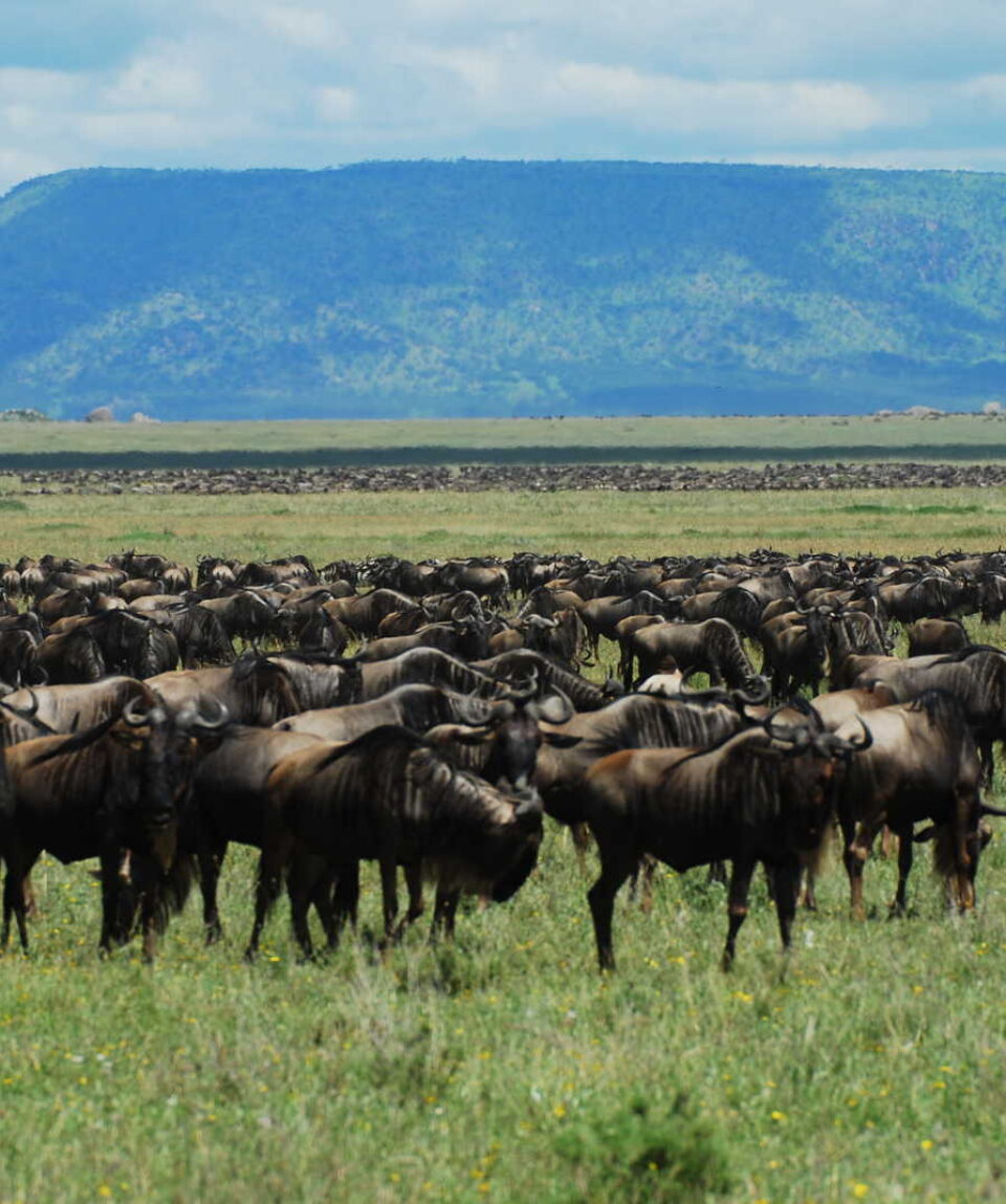 TANZANIA_KTAFAM_troupeau-de-bufles-dans-le-parc-du-serengeti-en-tanzanie-xdr-4791