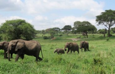 TANZANIA_KTAFAM_troupeau-delephants-dans-le-parc-de-tarangire-en-tanzanie-grally-florian-6115