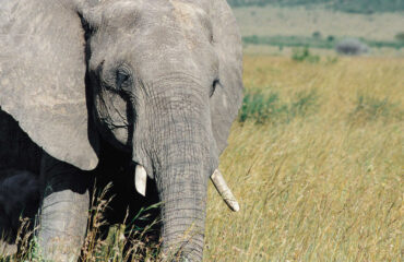 TANZANIA_KTSANZAN_elephant-dans-une-reserve-naturelle-en-tanzanie-10039