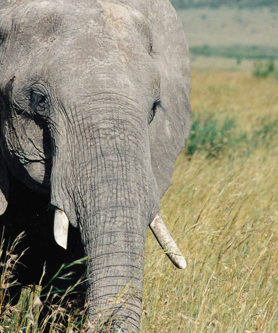TANZANIA_KTSANZAN_elephant-dans-une-reserve-naturelle-en-tanzanie-10039