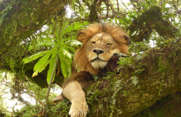 TANZANIA_KTSANZAN_lion-flegmatique-sur-son-arbre-dans-le-ngorongoro-tanzanie-libeer-matthieu-14201