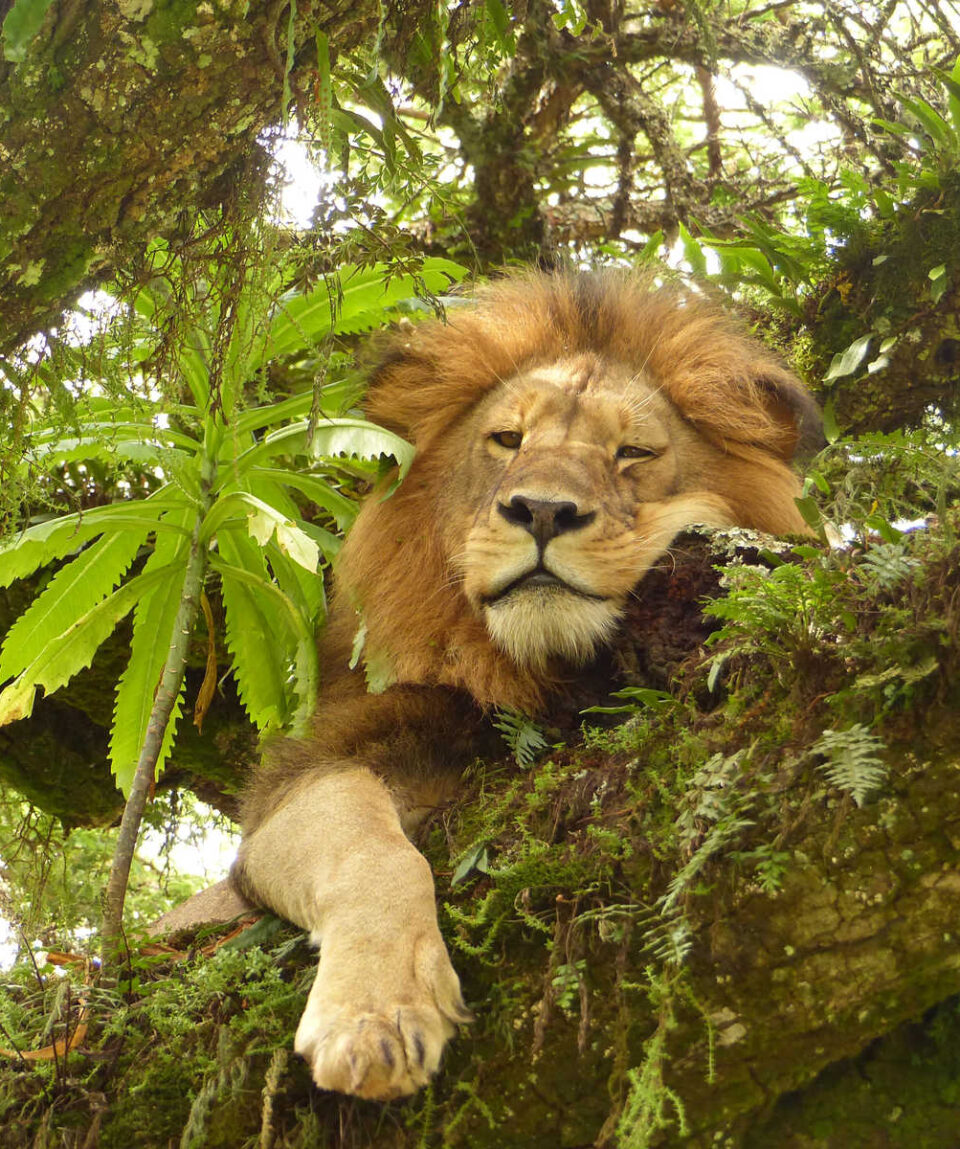 TANZANIA_KTSANZAN_lion-flegmatique-sur-son-arbre-dans-le-ngorongoro-tanzanie-libeer-matthieu-14201