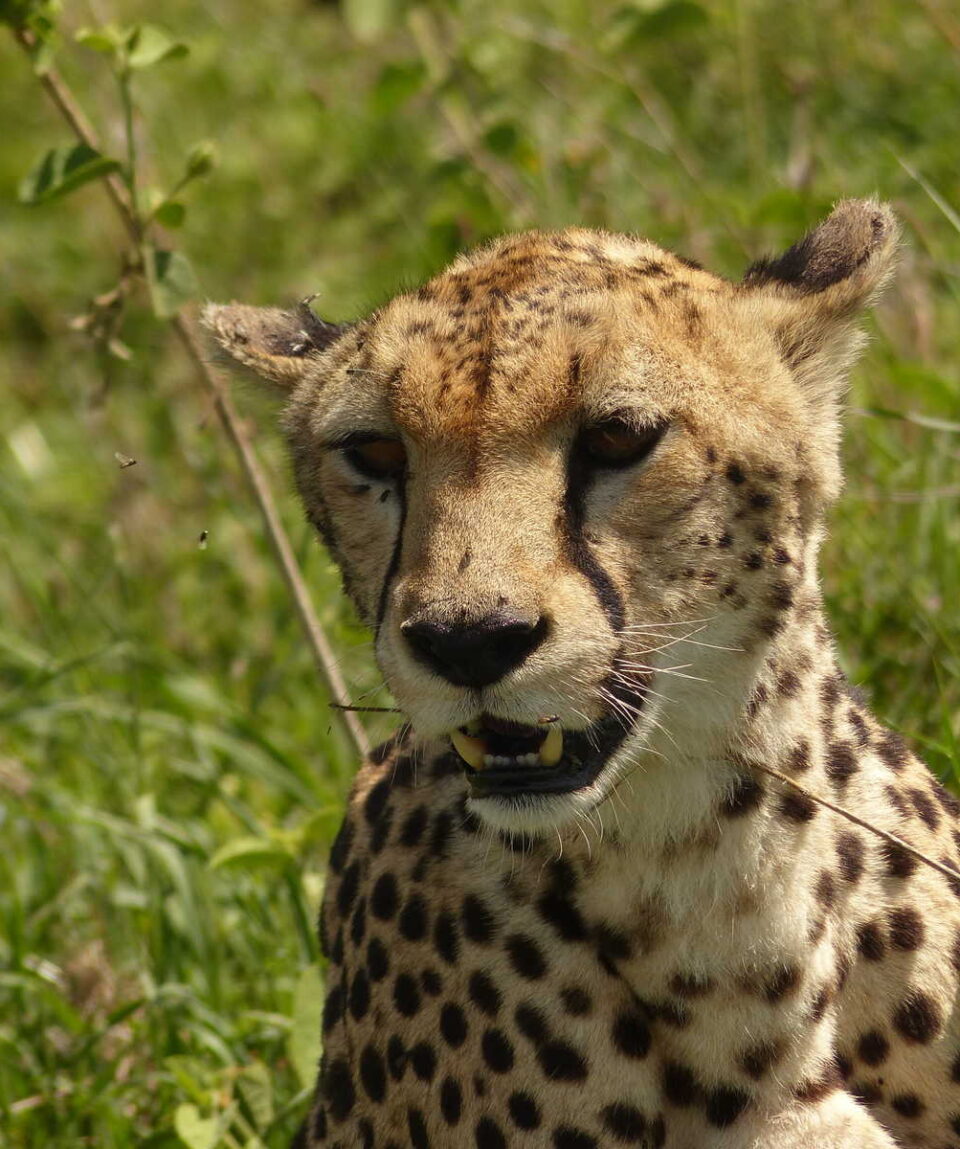 TANZANIA_KTSAN_guepard-dans-le-serengeti-14240