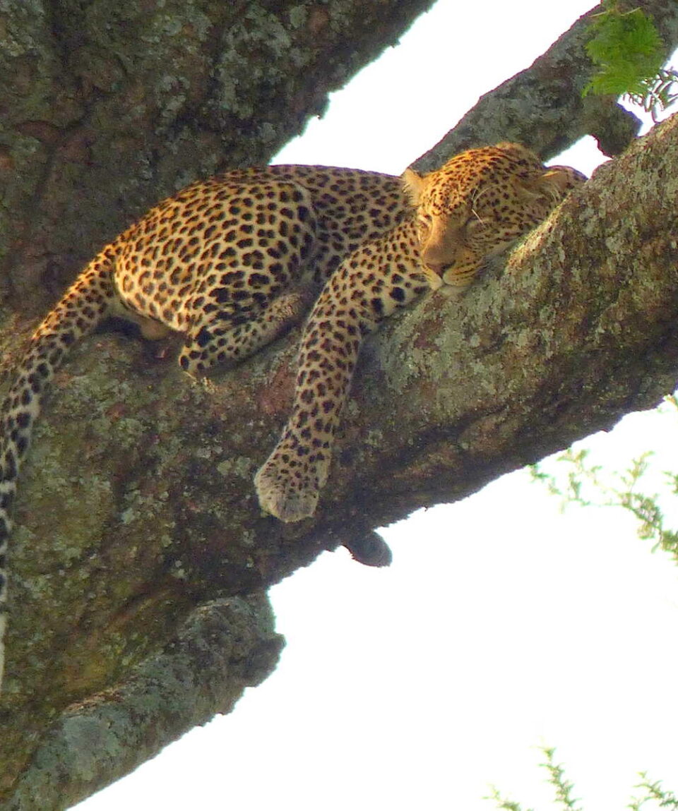 TANZANIA_KTSAN_jaguar-sur-un-arbre-a-saucisse-dans-le-serengeti-tanzanie-libeer-matthieu-14278