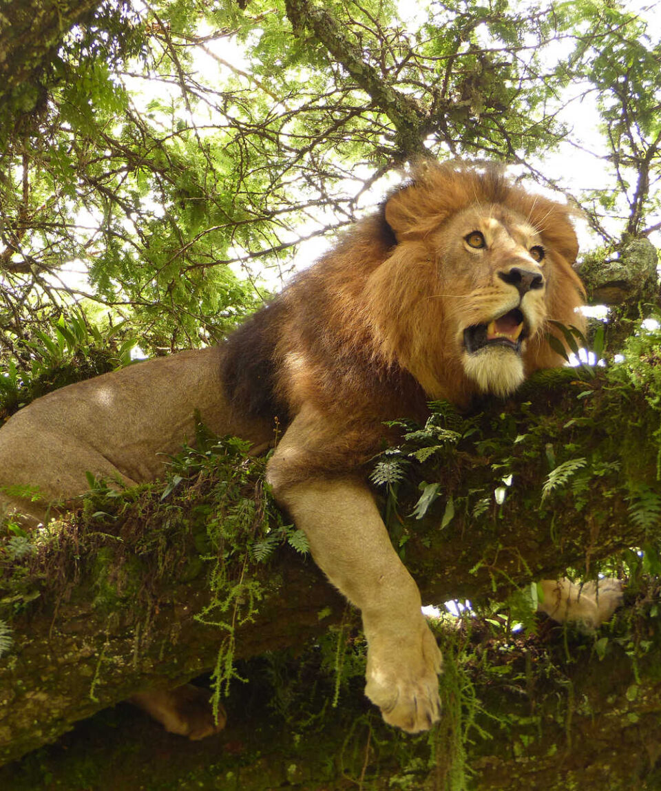 TANZANIA_KTSAN_lion-rugissant-dans-larbre-au-ngorongoro-tanzanie-libeer-matthieu-14212